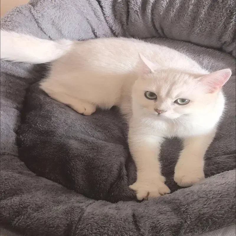 Warm &amp; Soft Pet Bed
